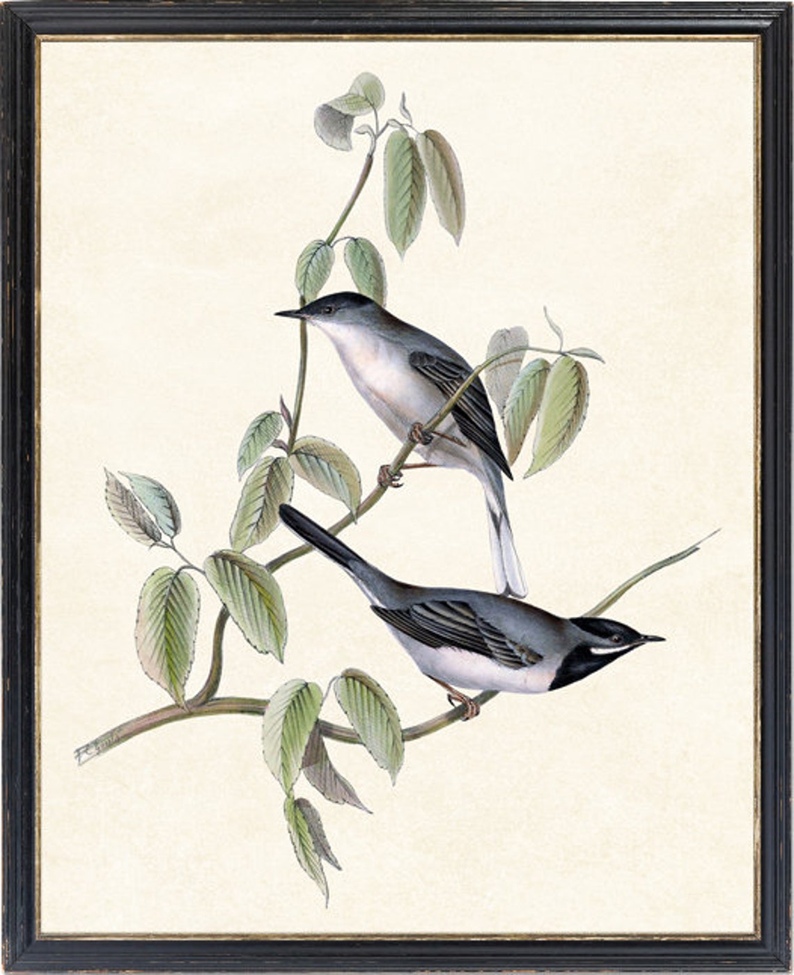 Ruppells Warbler Birds Vintage Natural History Bird Art Poster - Image 2