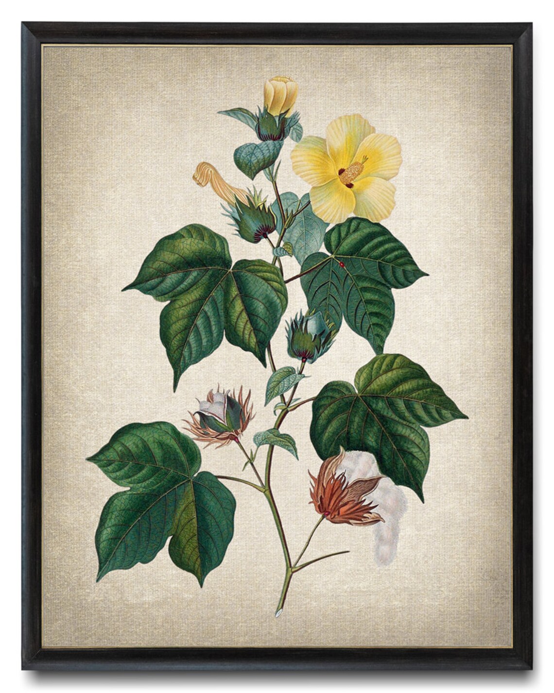 Cotton Plant Vintage Illustration Botanical Art Print