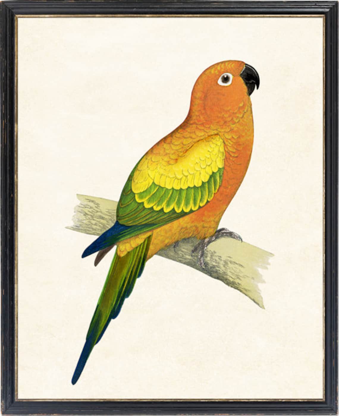 Vintage Sun Parakeet Tropical Parrot Illustration Antique Bird Poster - Image 4