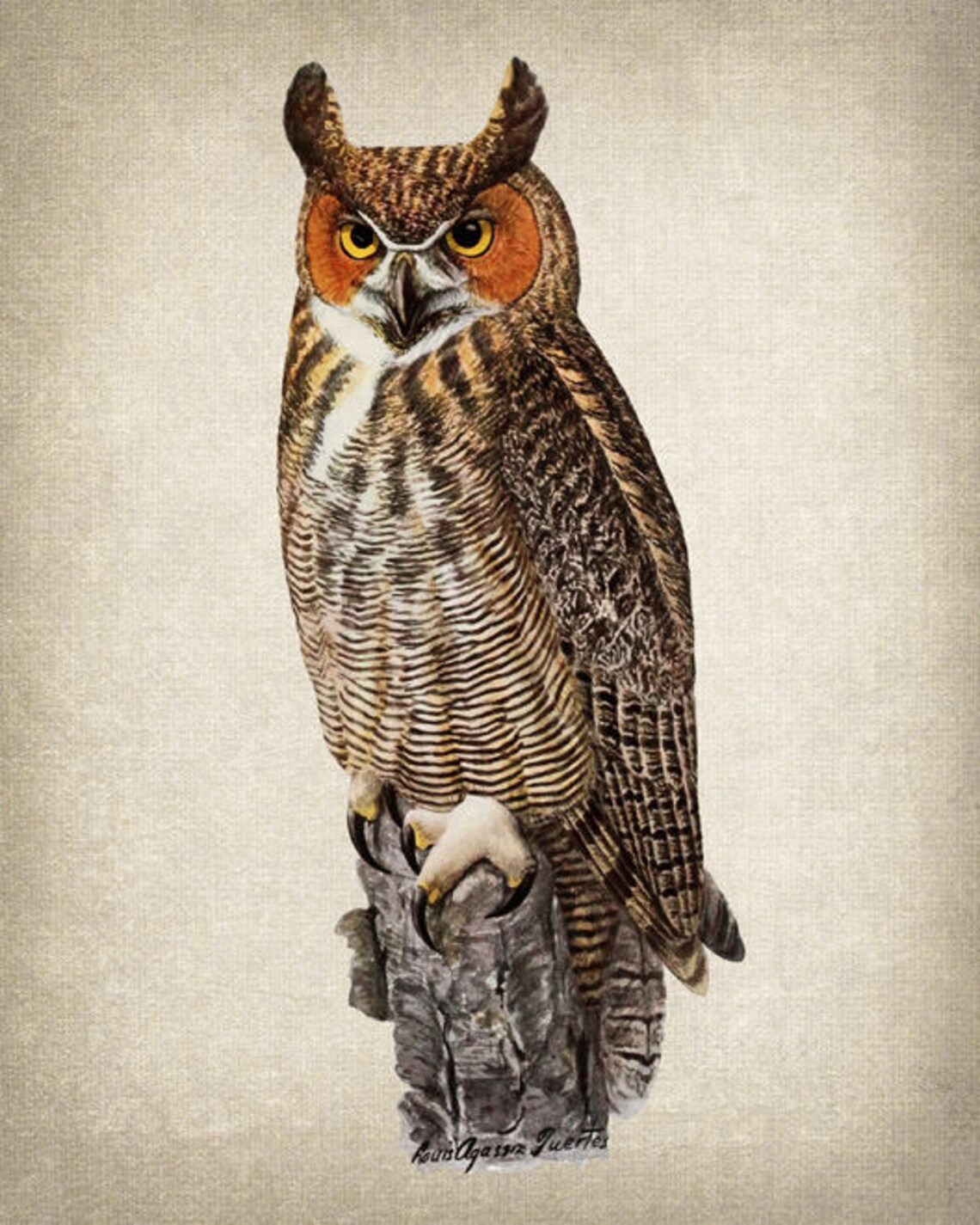 Great Horned Owl Vintage Illustration Art Print - Image 2