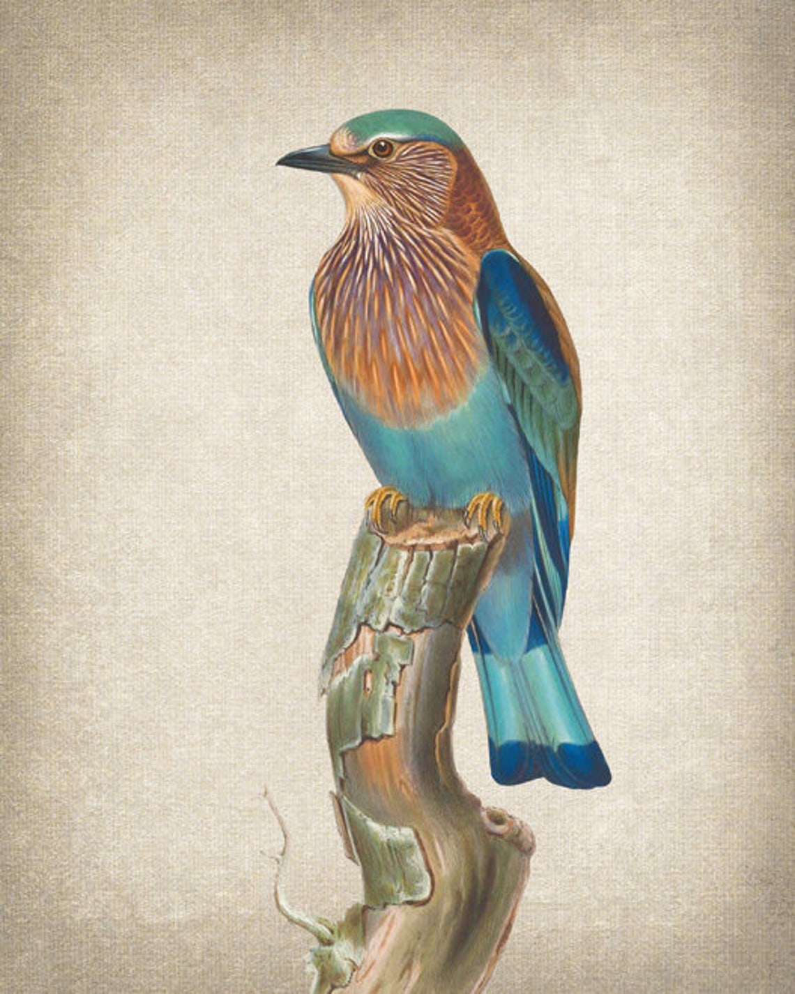 Indian Roller Vintage Bird Illustration Poster with Turquoise Plumage - Image 2