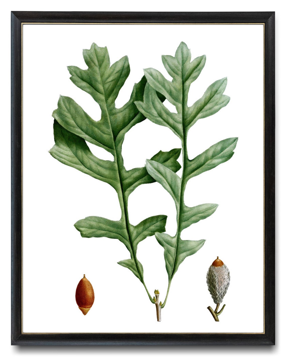 Mossy Cup Oak Acorn Study Vintage Botanical Illustration Print - Image 3