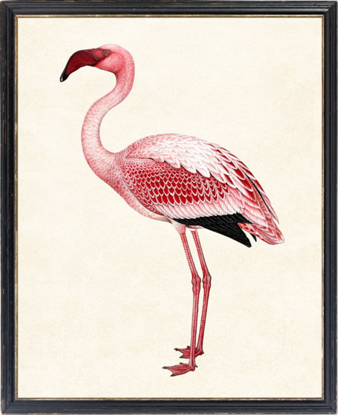 Pink Flamingo Standing Vintage Natural History Illustration Print - Image 4