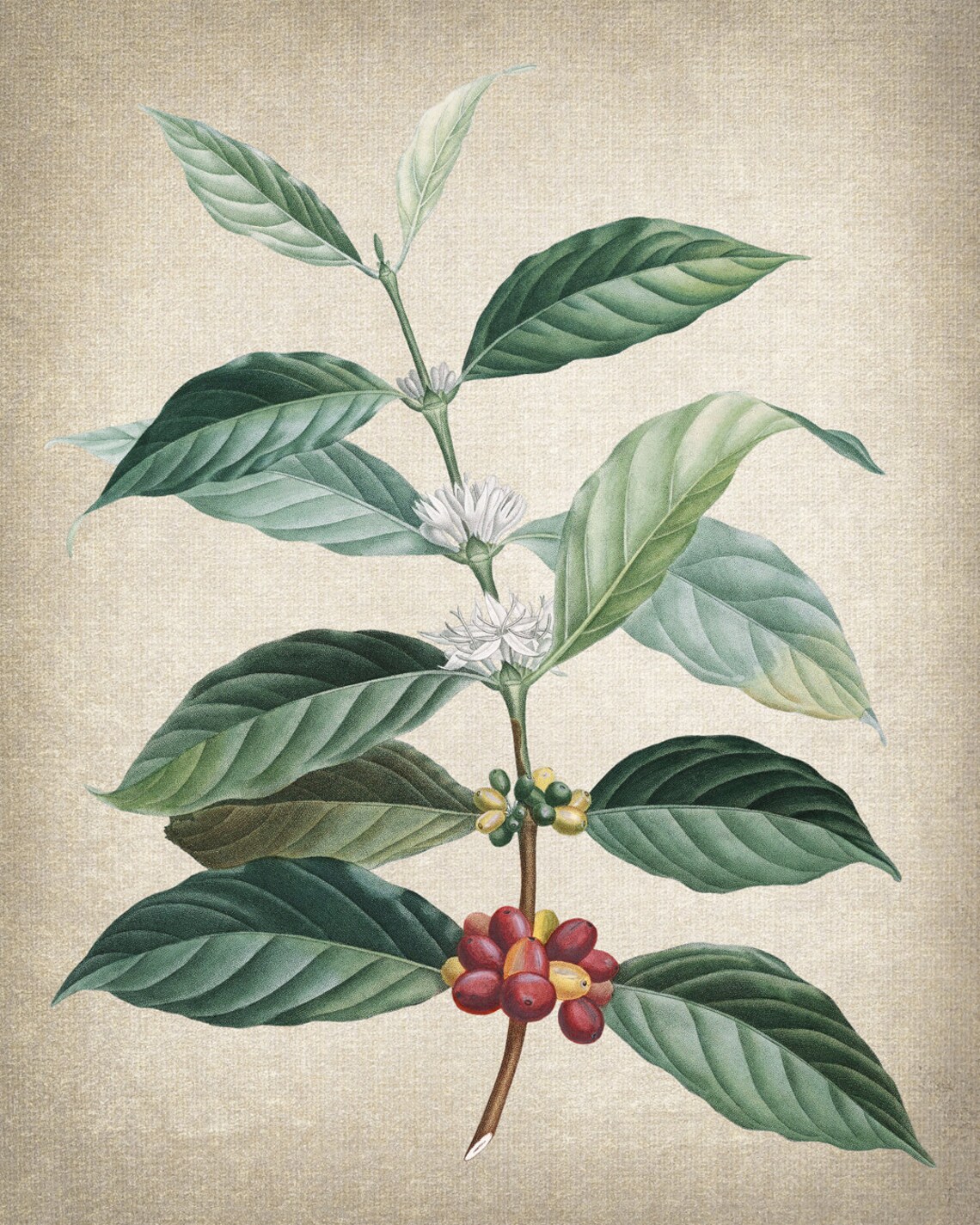 Coffee Plant Vintage Botanical Illustration Art Print - Image 2