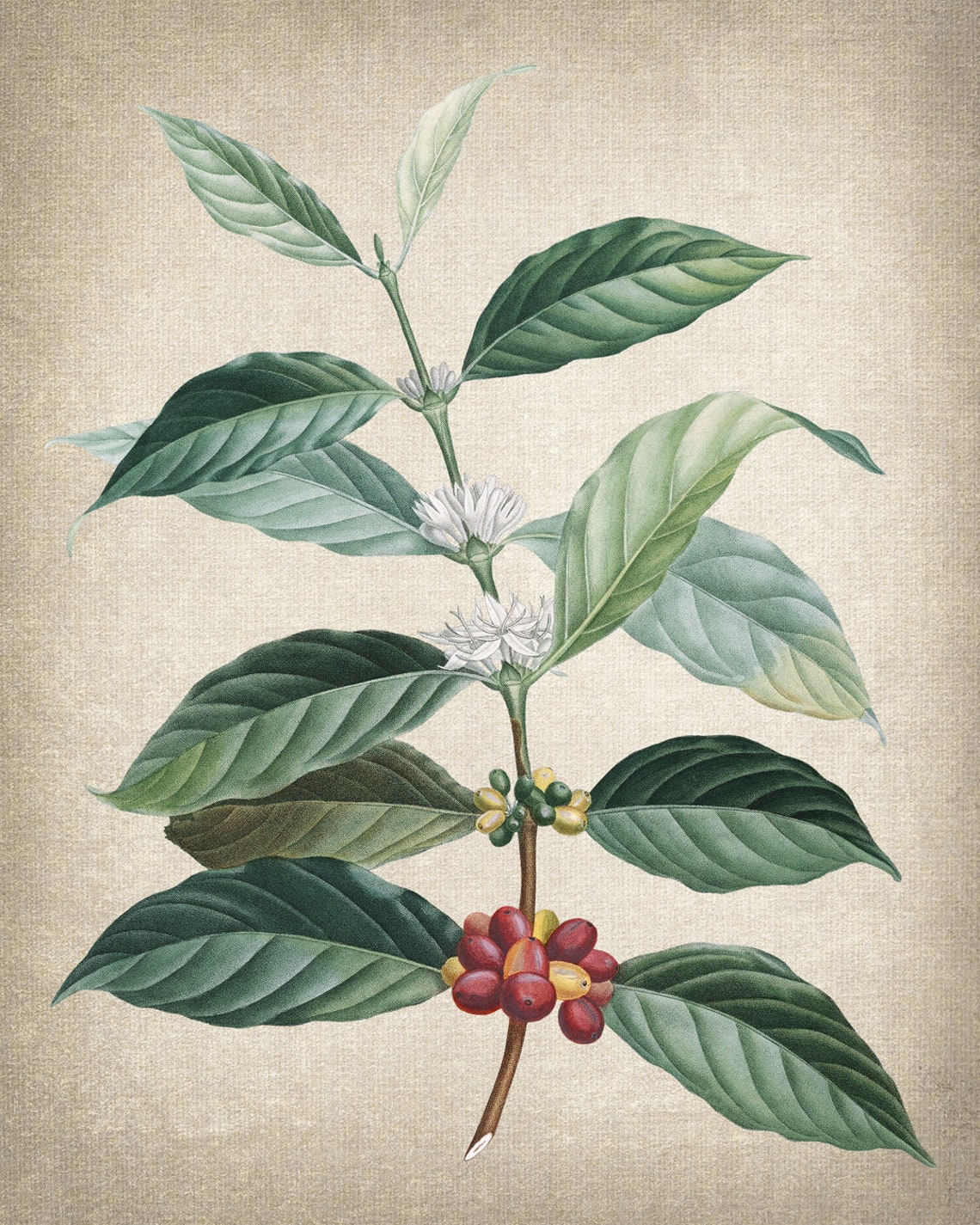 Vintage Coffee Plant White Blossom Red Berries Botanical Poster - Image 2