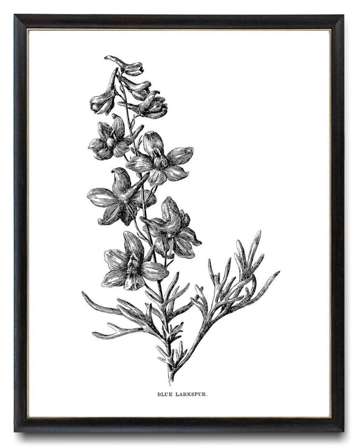 Blue Larkspur California Wildflower Vintage Line Art Drawing Wall Art - Image 4
