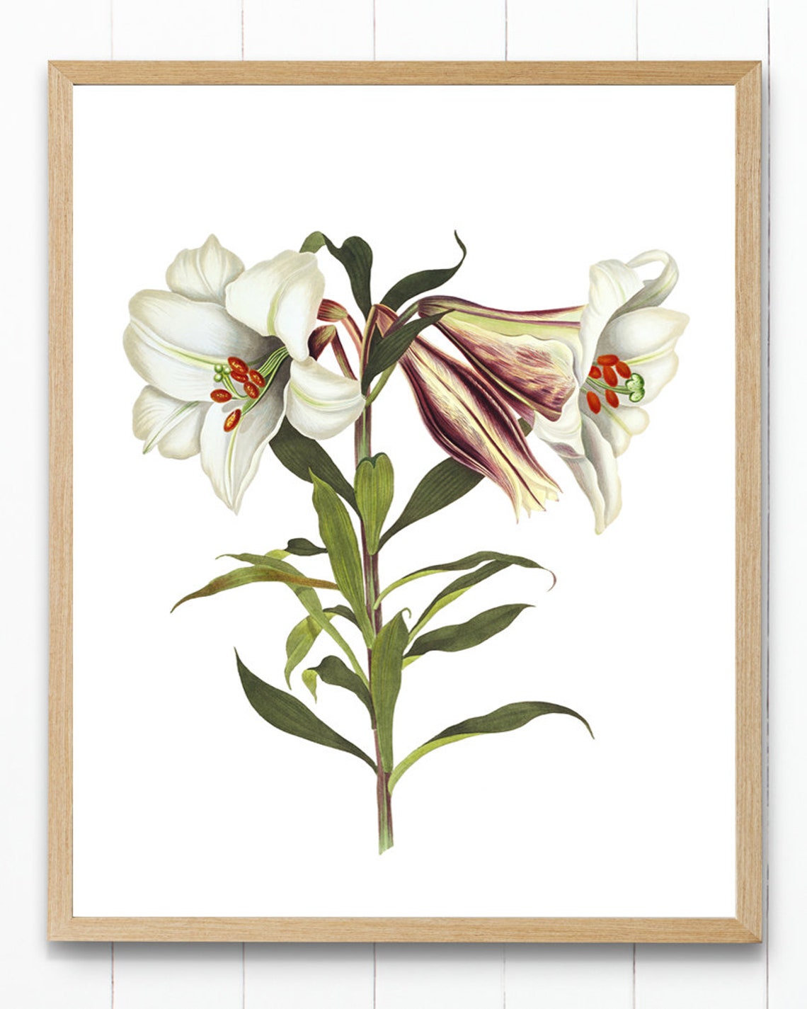 White Japanese Lily Vintage Botanical Flower Illustration Poster - Image 2