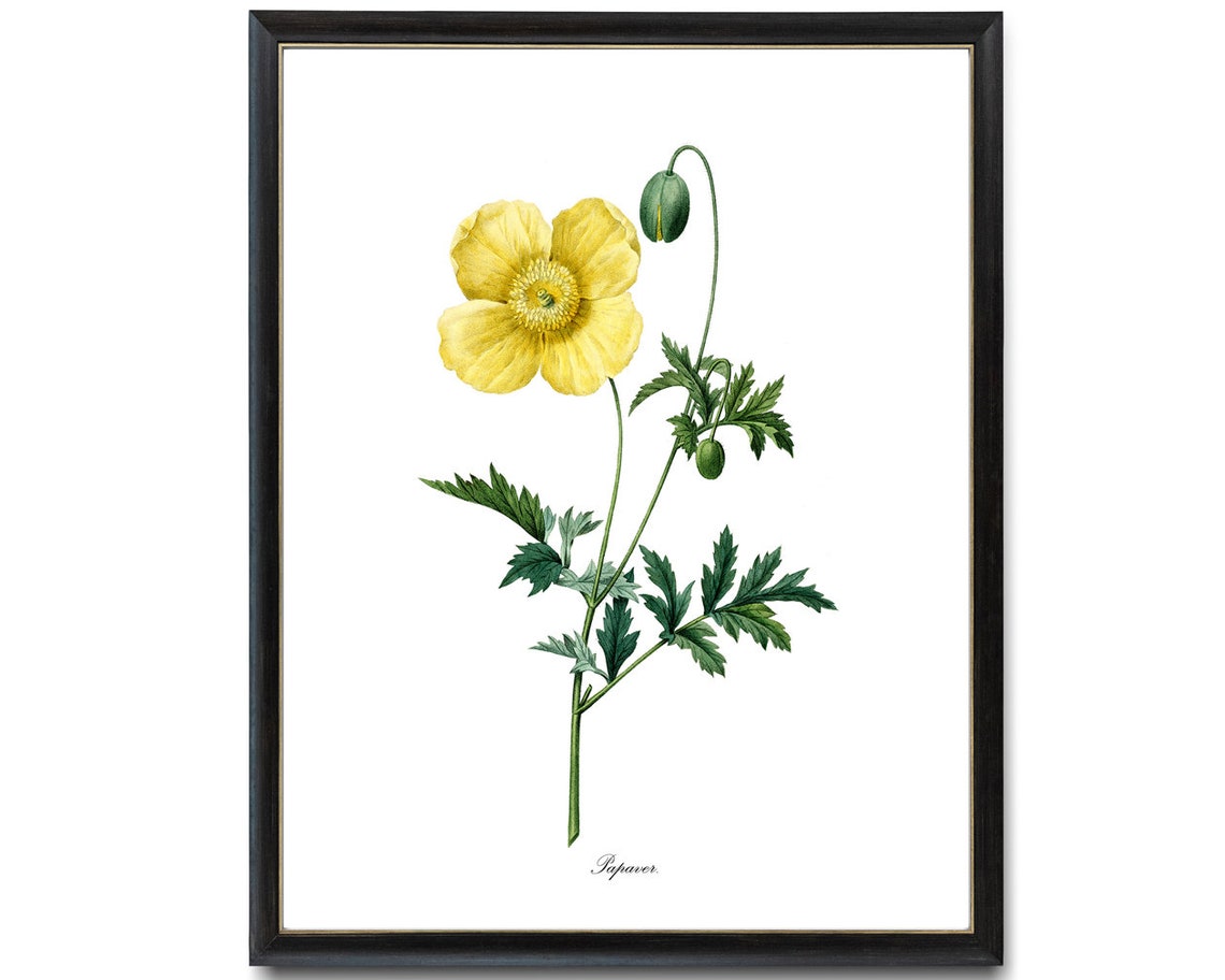 Golden Yellow Poppy Papaver Vintage Botanical Flower Bloom Poster