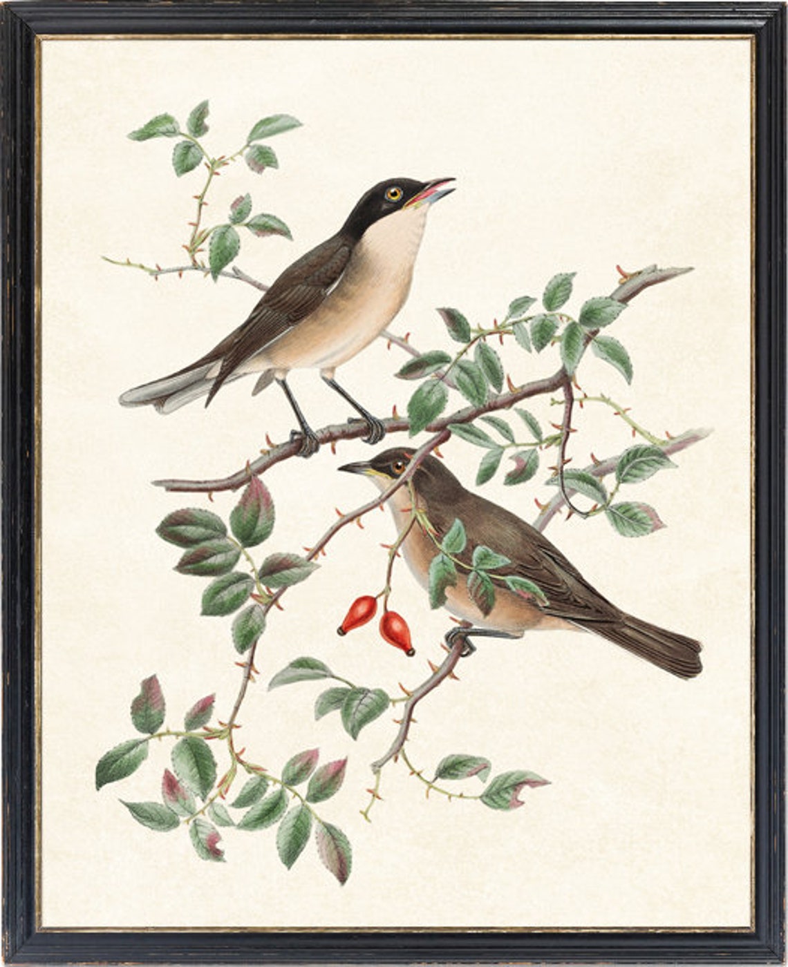 Orphean Warbler Bird Pair Classic Antique Ornithological Poster - Image 4
