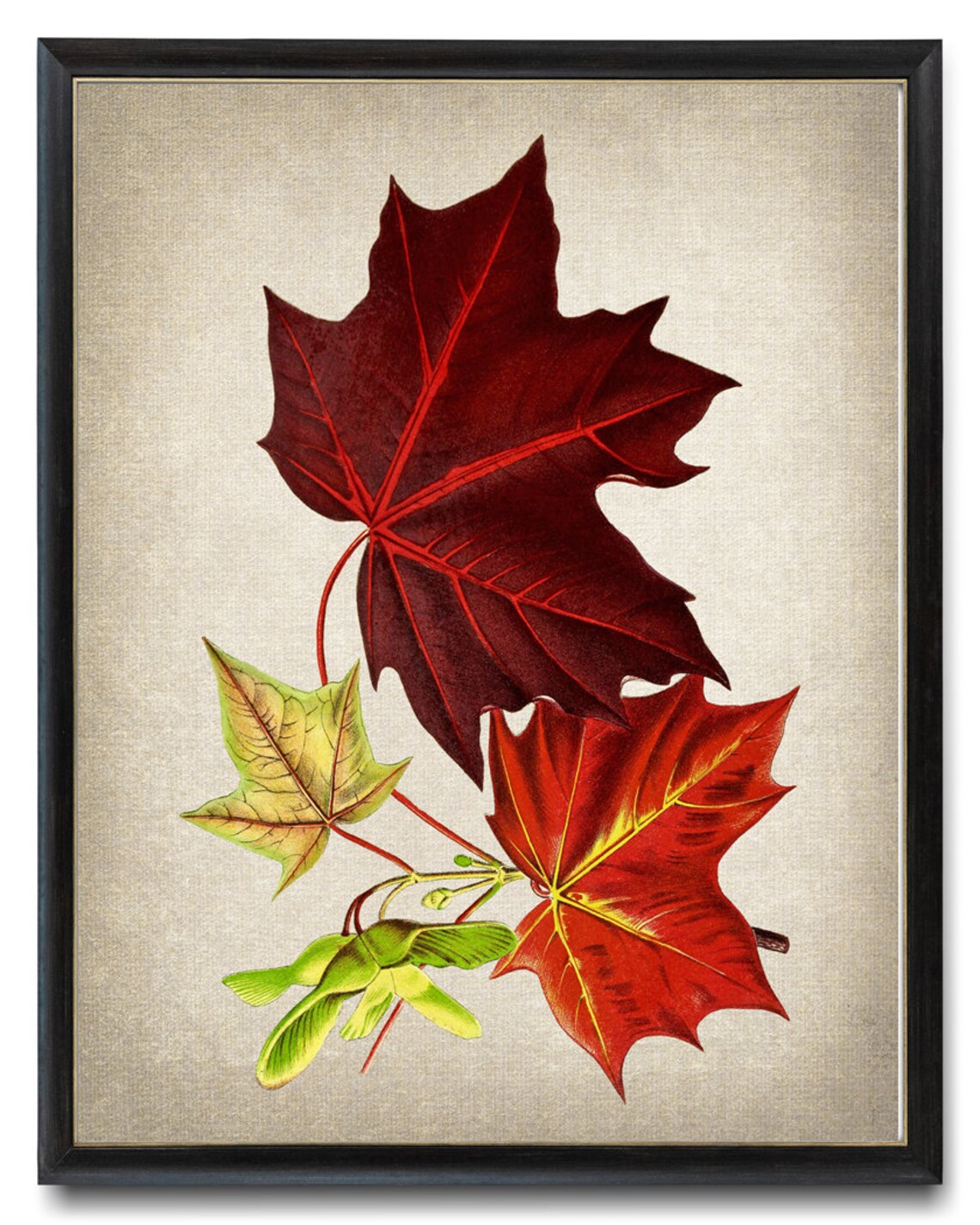 Red Maple Tree Leaves Vintage Illustration Art Print