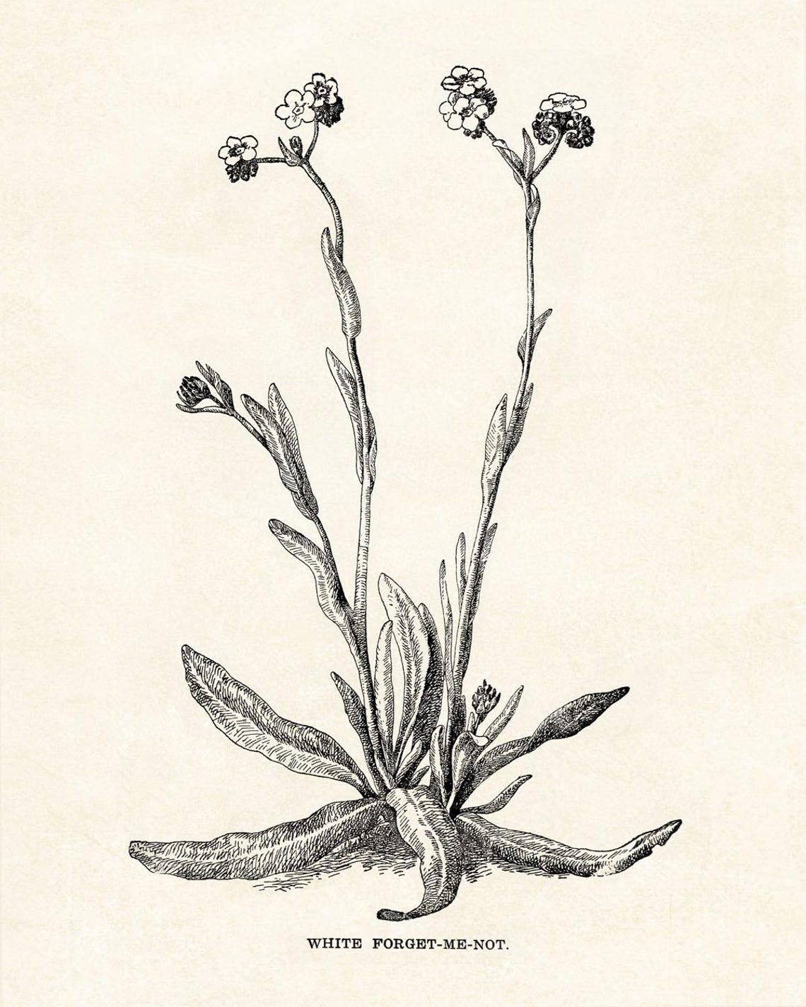 White Forget Me Not Vintage Botanical Line Art Wildflower Poster - Image 2