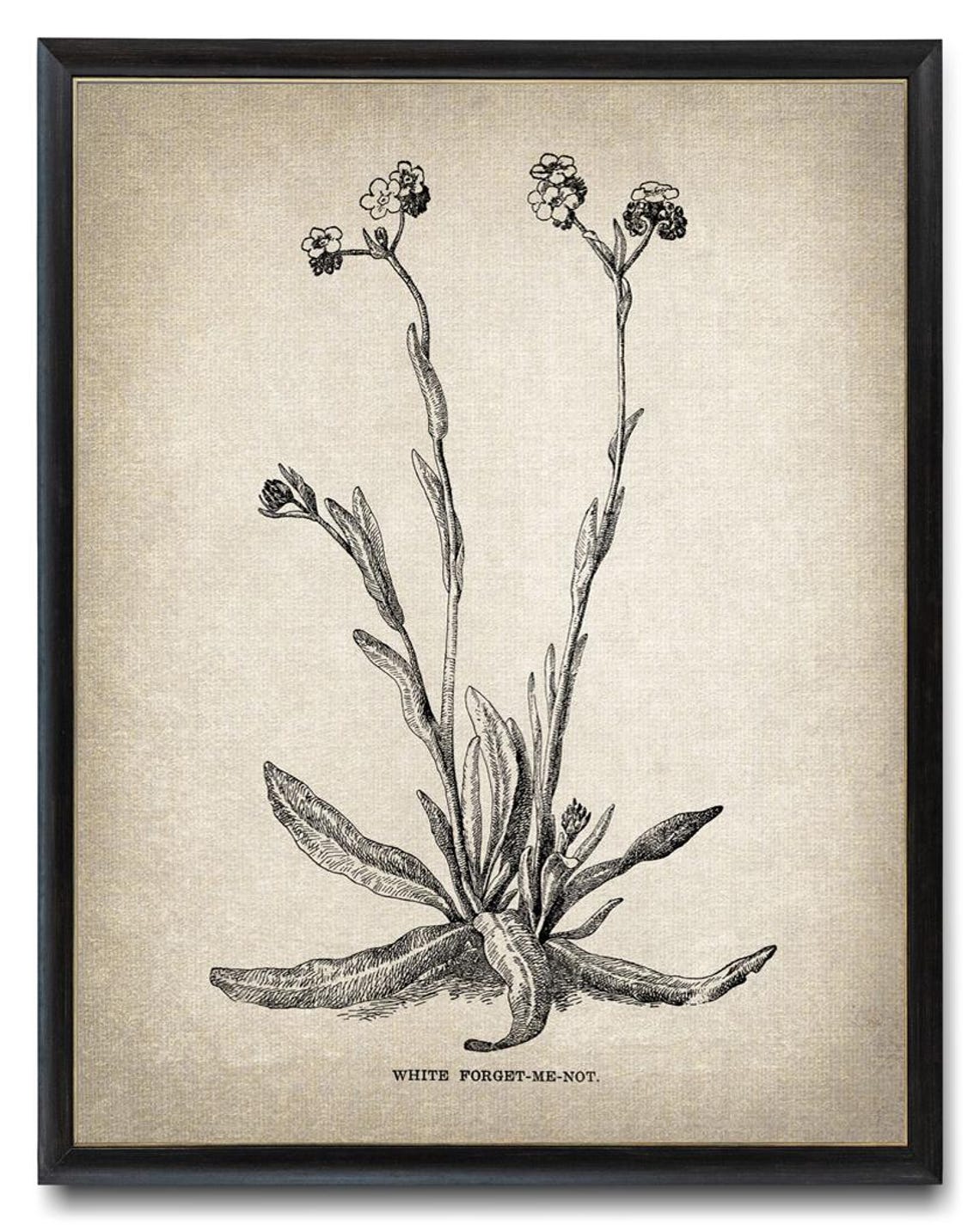 White Forget Me Not Vintage Botanical Line Art Wildflower Poster - Image 3
