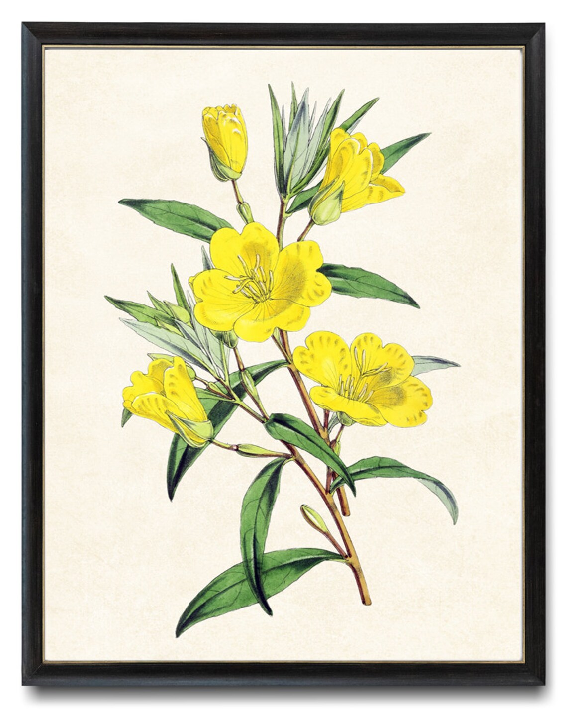 Yellow Evening Primrose Vintage Flower Art Print