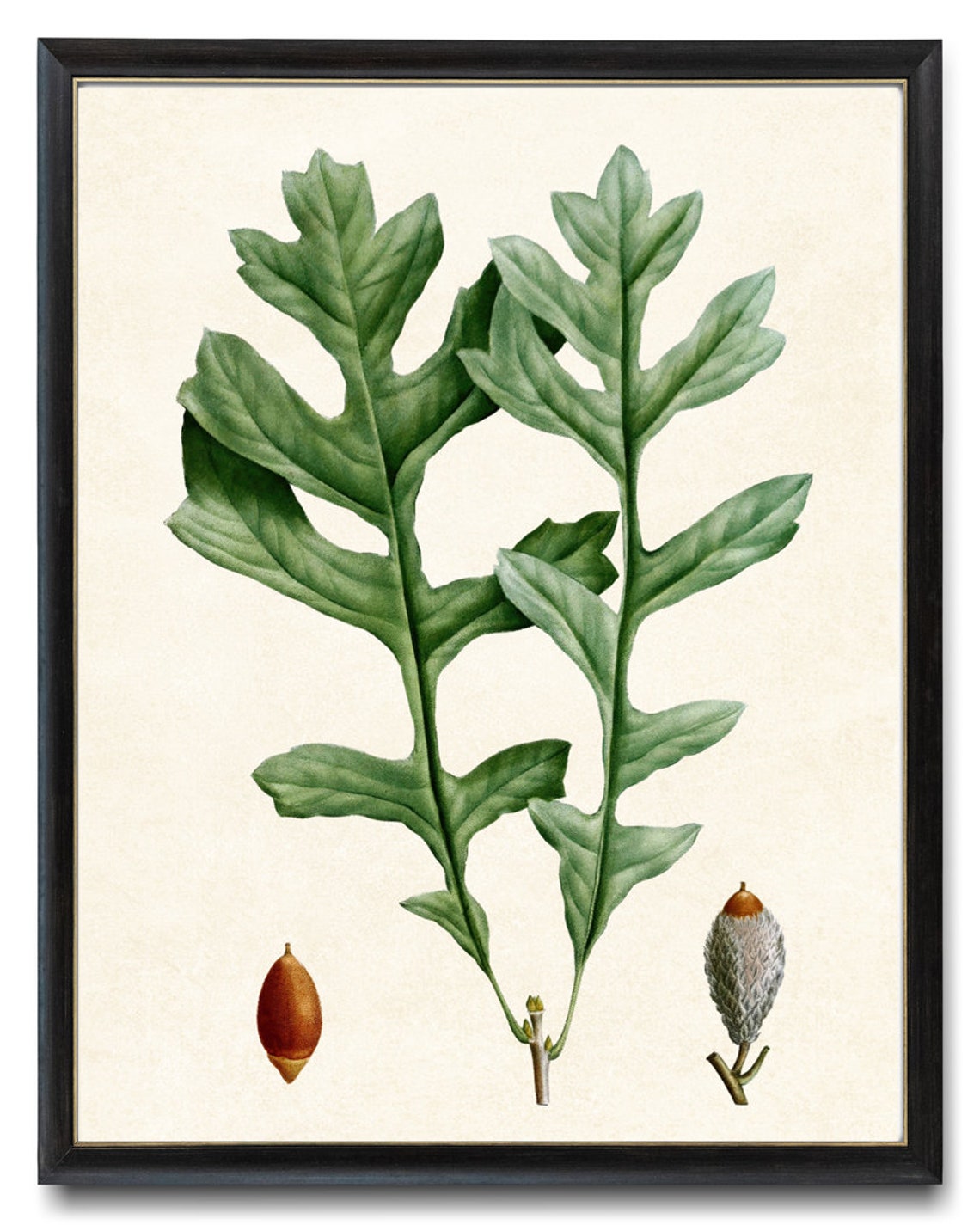 White Oak Leaves and Acorns Vintage Botanical Illustration Poster - Image 2