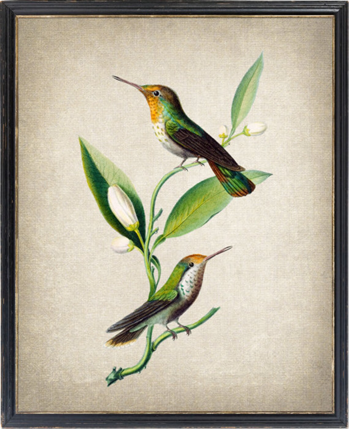 Vintage Hummingbird Botanical Art Print