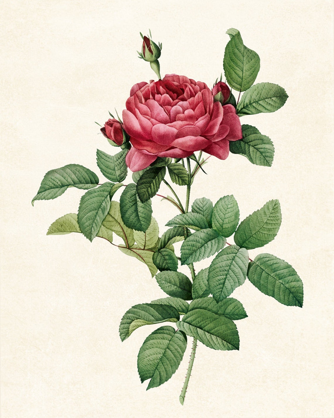 Red Garden Rose Bloom and Bud Vintage Botanical Illustration Poster - Image 3