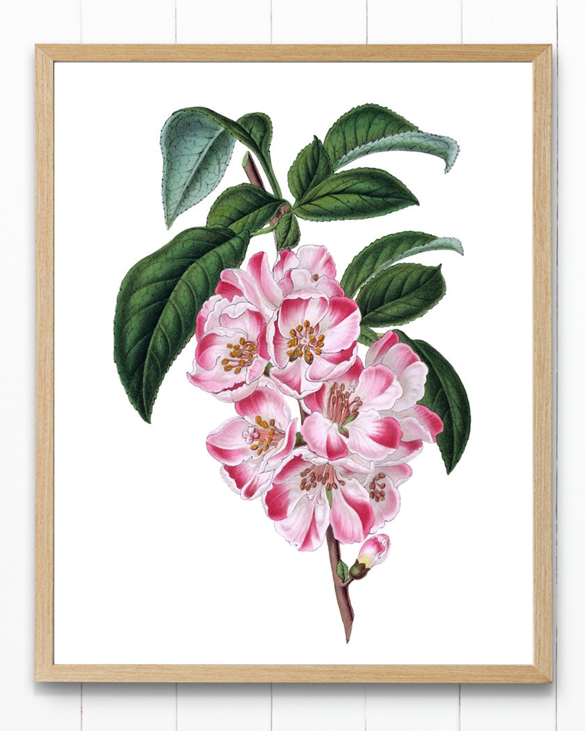 Pink Apple Blossom Branch Vintage Botanical Illustration Poster - Image 4