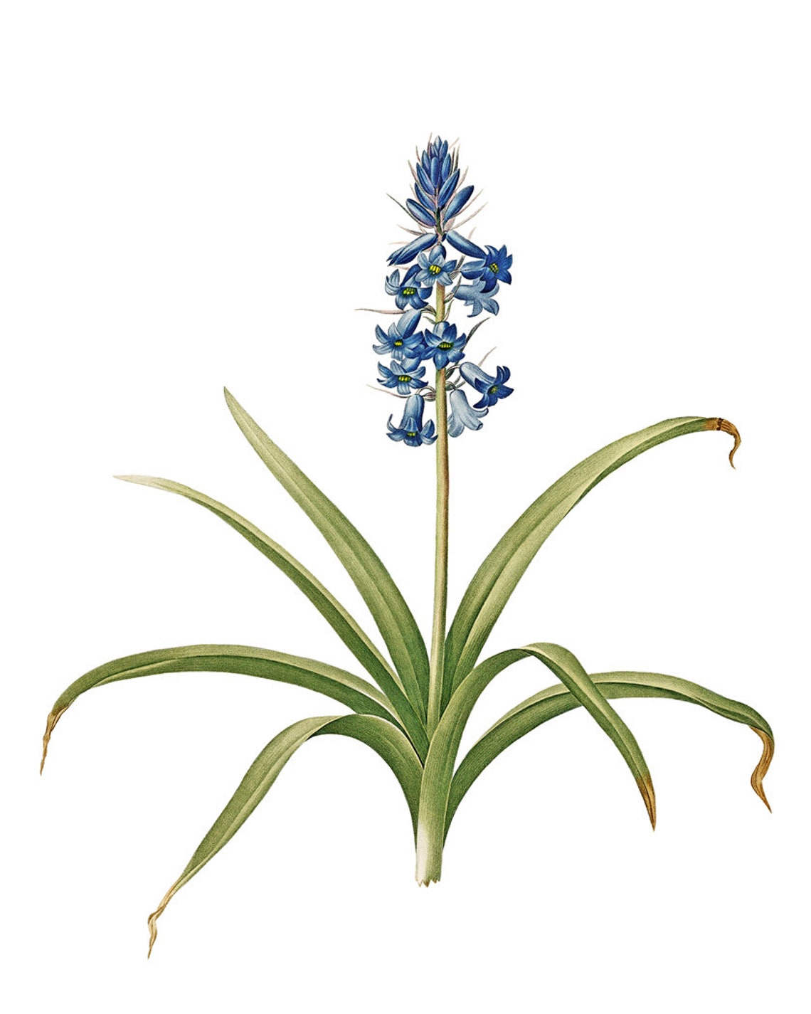 Blue Spanish Hyacinth Blossoms Vintage Botanical Flower Poster - Image 2