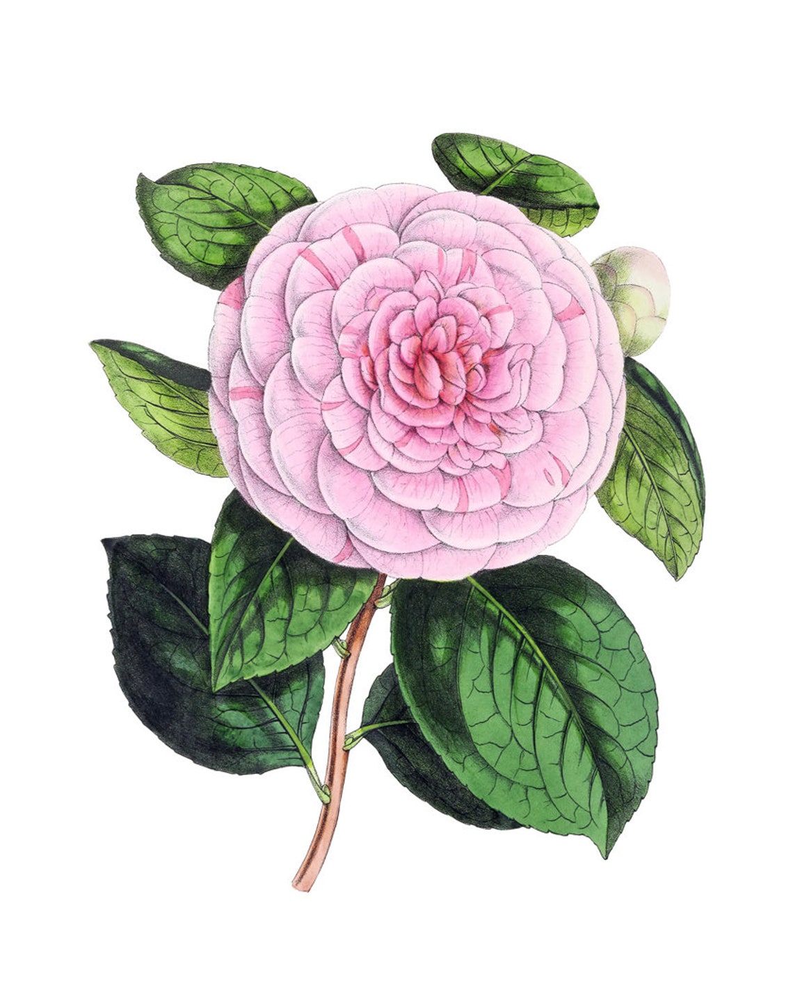 Pink Camellia Blossom with Green Leaves Vintage Botanical Study Poster - Image 2