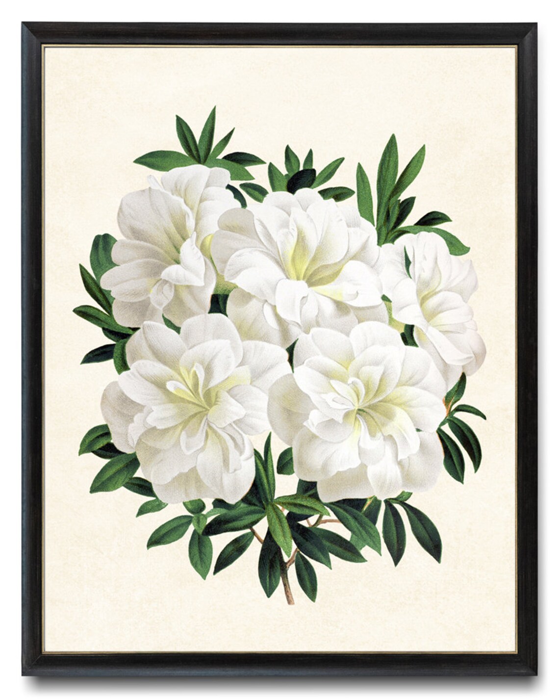 White Gardenia Azalea Flowers Vintage Botanical Art Print