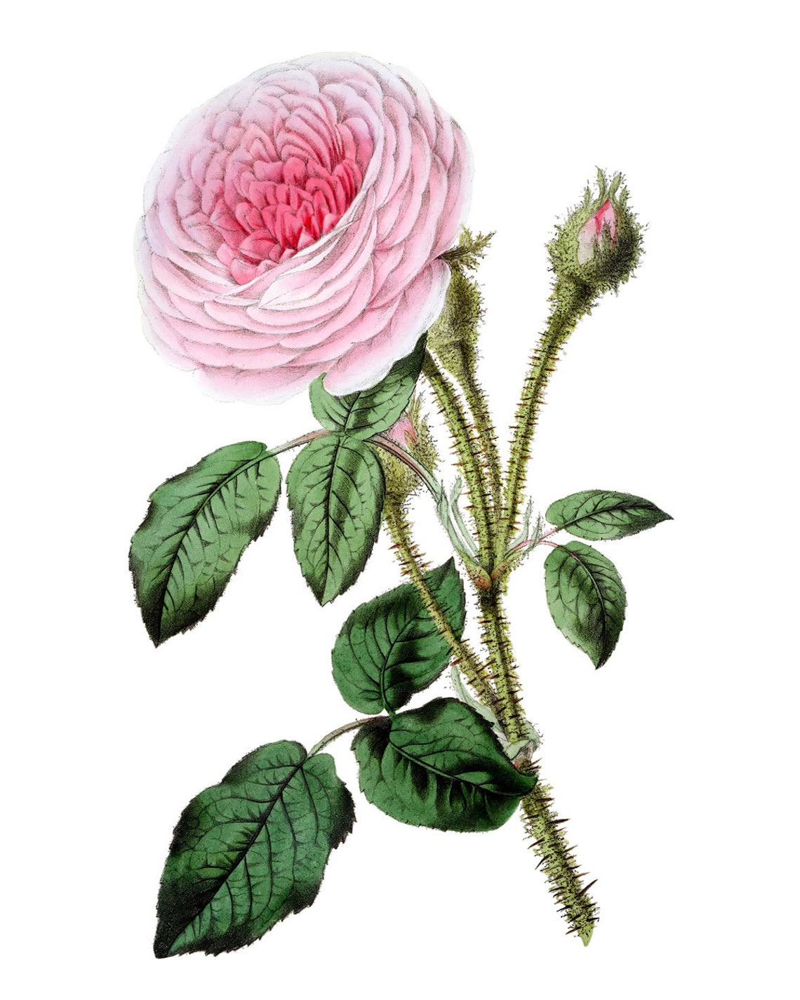 Vintage Pink Moss Rose Botanical Illustration Flower Art Poster - Image 2