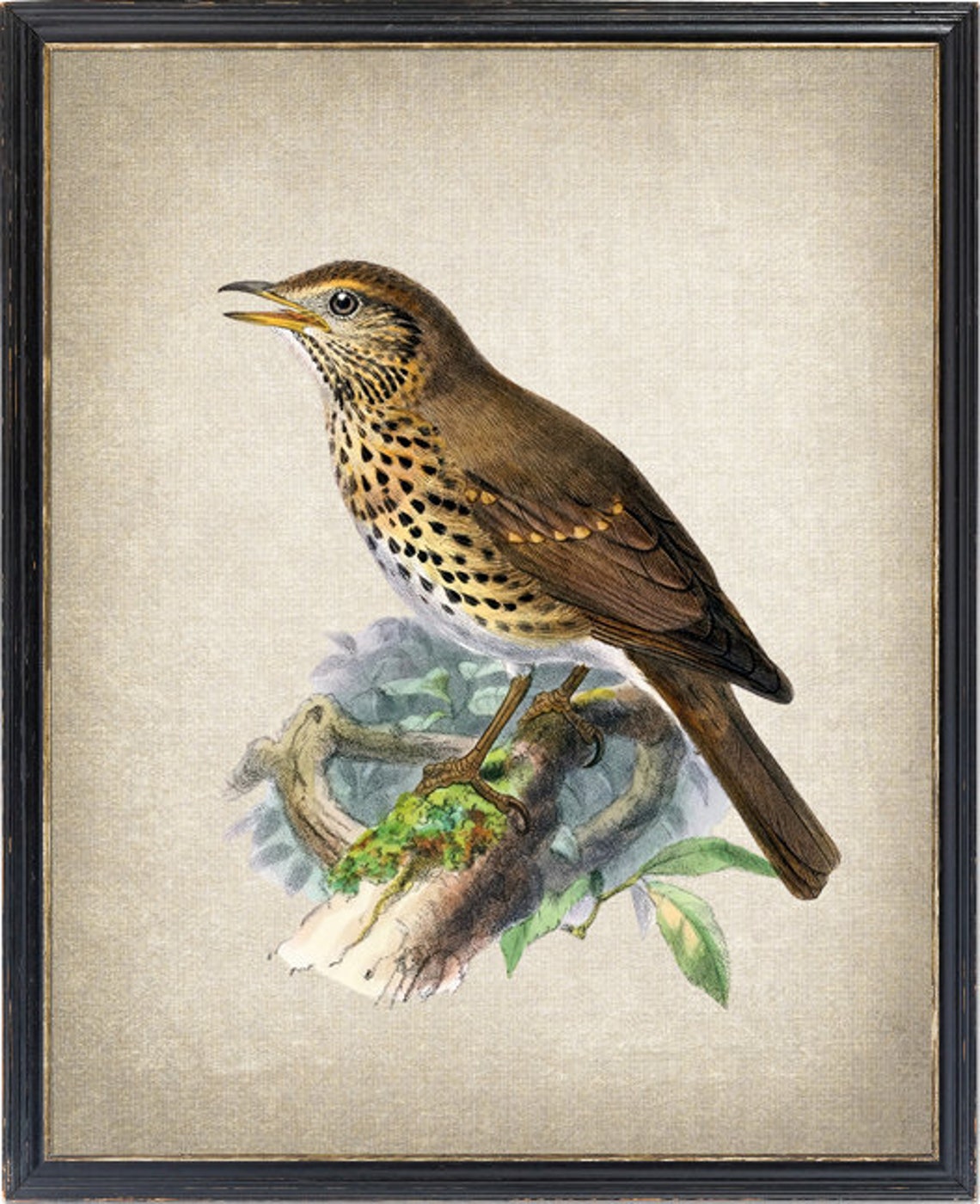 Song Thrush Singing Classic Antique Ornithological Bird Poster