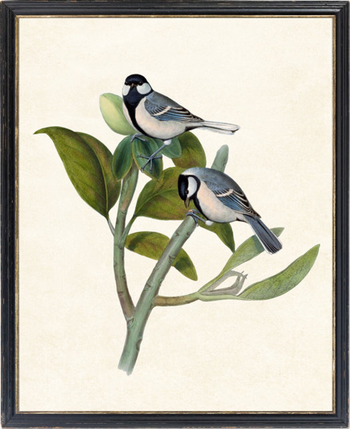 Bird And Botanical Vintage Illustration Art Print - Image 2