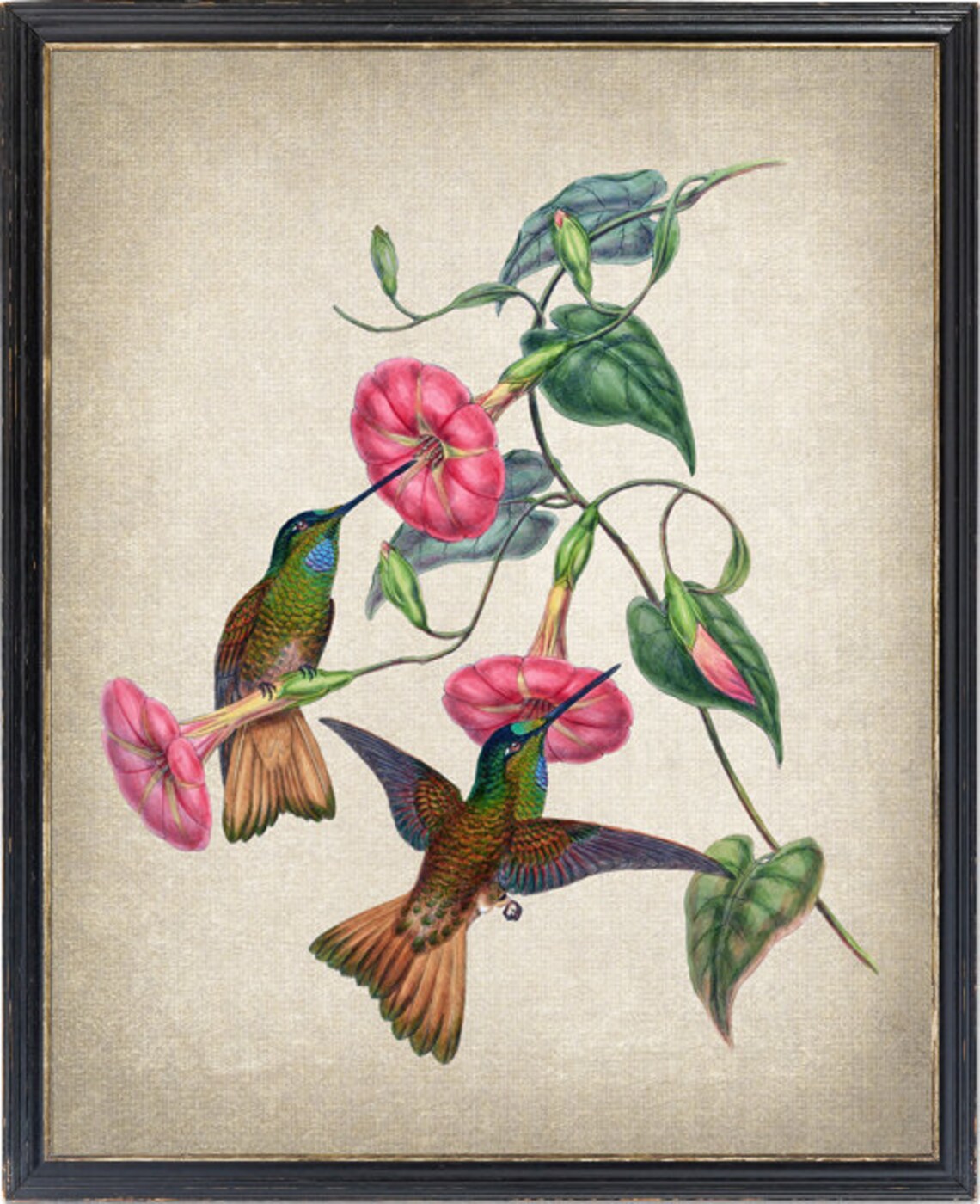 Buff Tailed Star Frontlet Hummingbird Vintage Art Print