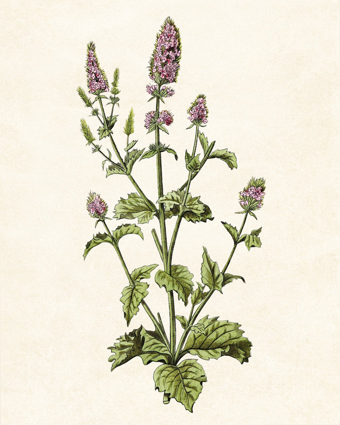 Flowering Spearmint Herb Vintage Botanical Plant Illustration Poster - Image 2