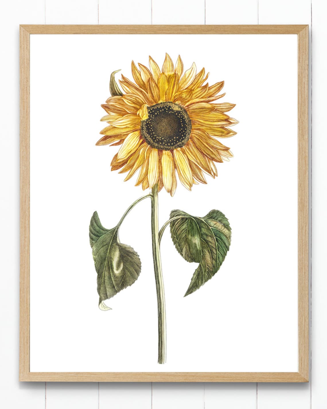 Vintage Sunflower Art Print, Autumn Botanical Illustration - Image 4