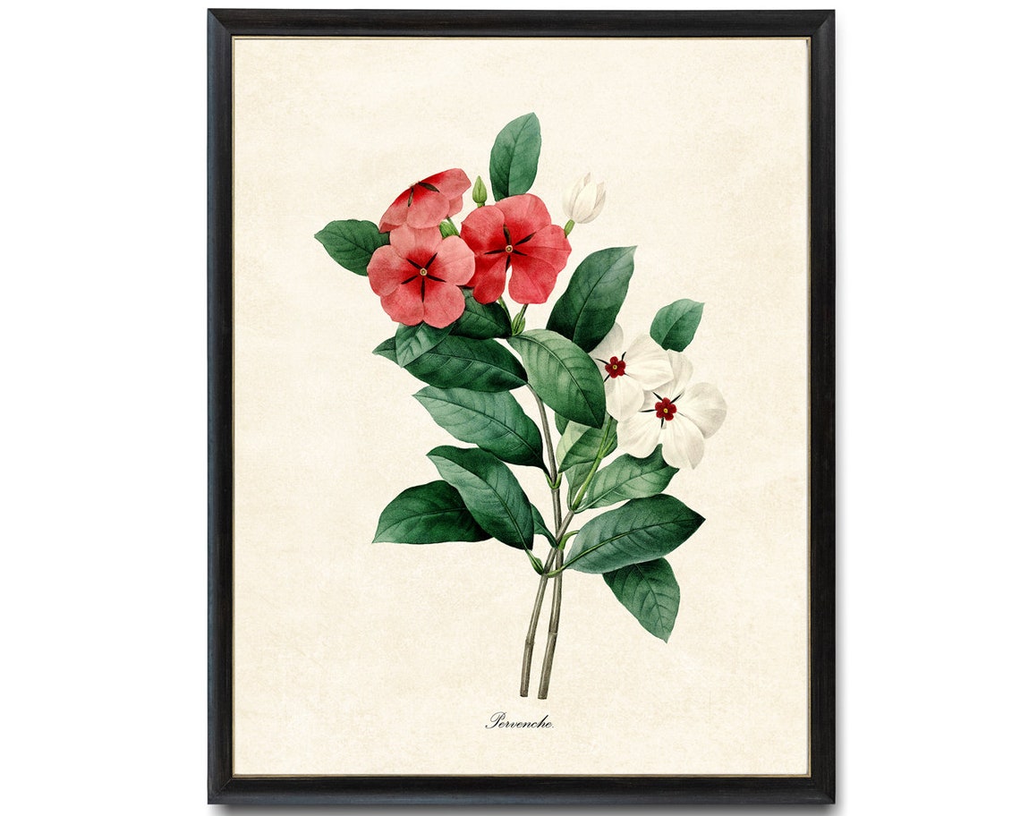 Red And White Periwinkle Pervenche Vintage Botanical Flower Poster - Image 4