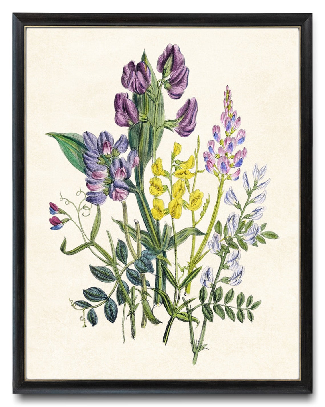 Meadow Pea Wildflowers Vintage Botanical Illustration Poster