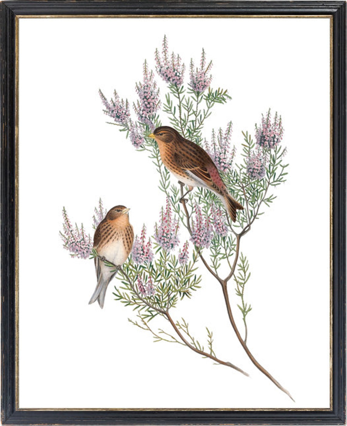 Mountain Linnet Bird Pair Vintage Botanical Branch Art Poster - Image 3
