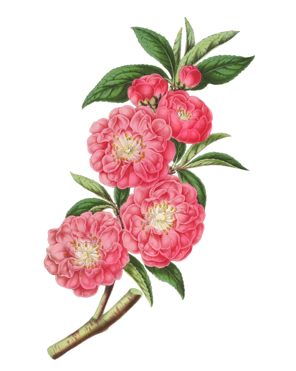 Rose Flowered Peach Botanical Print Vintage Illustration Peach Tree Blossoms Wall Art Instant - Image 2