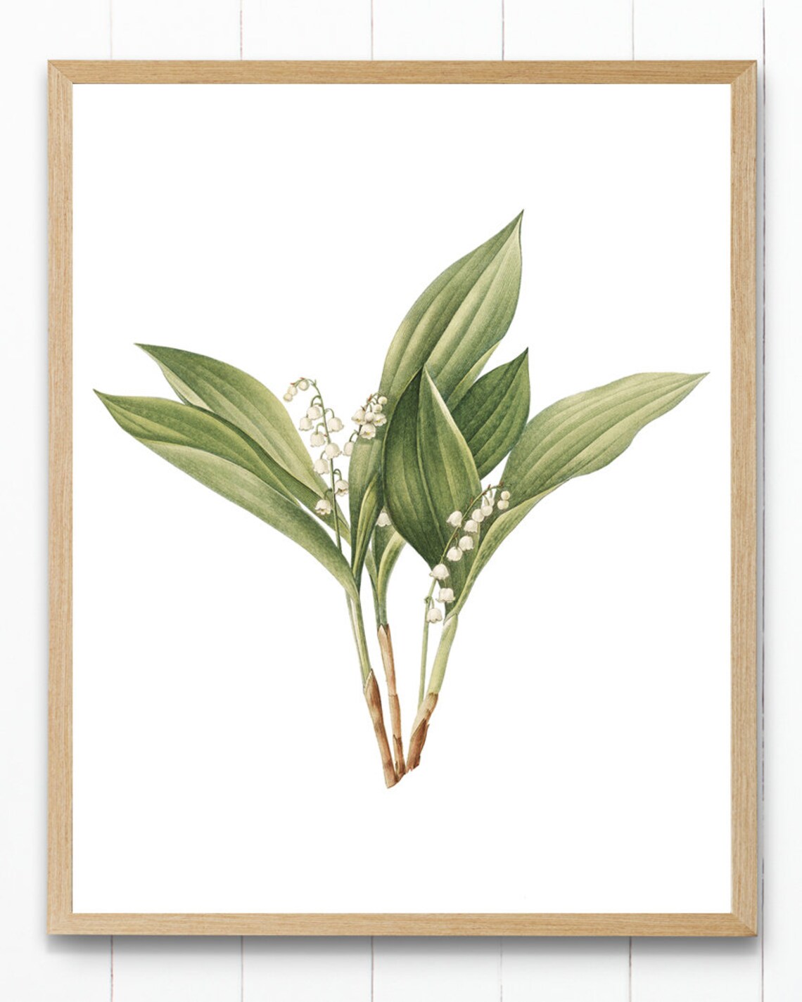 Lily Of The Valley Vintage Botanical Art Print - Image 4