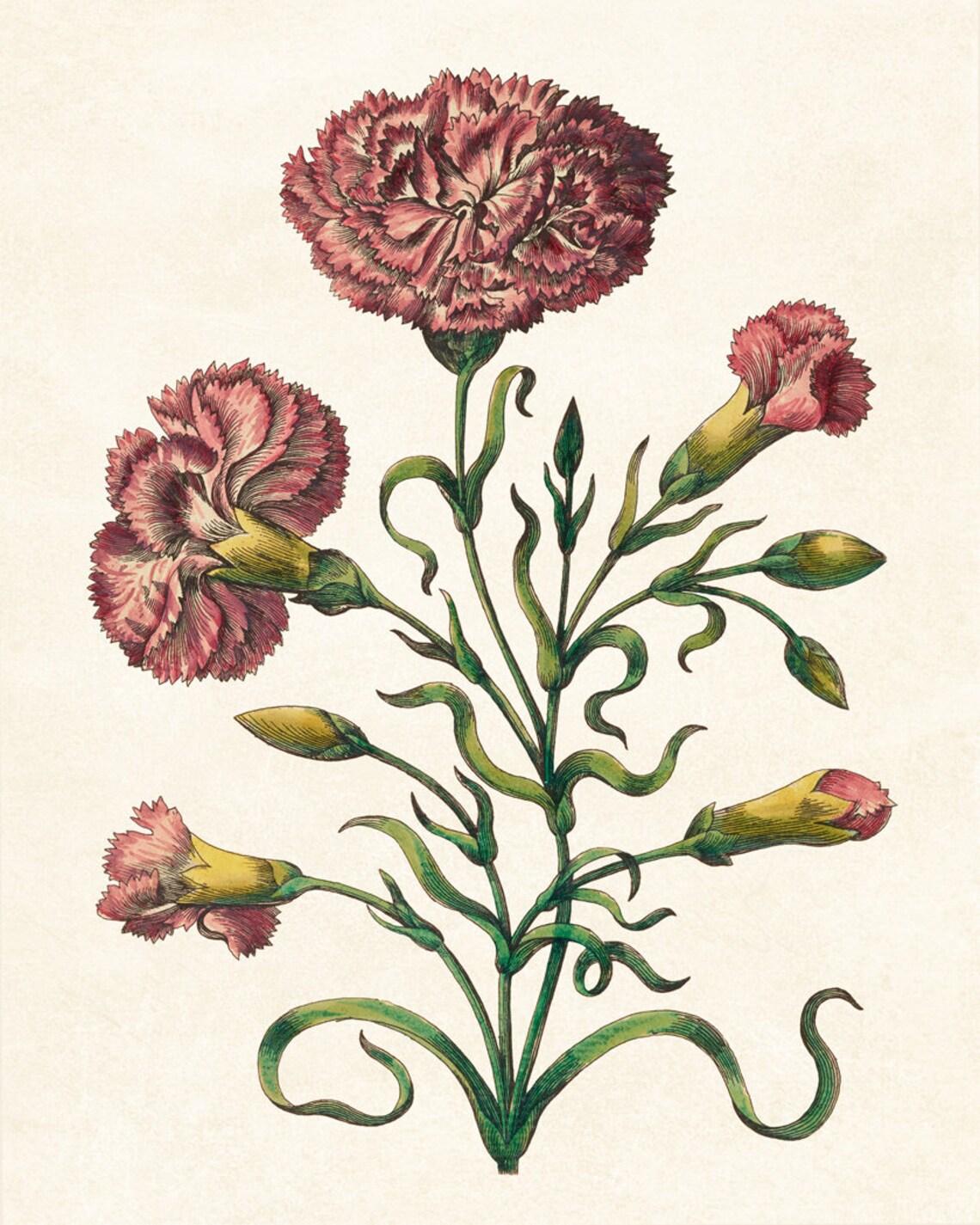 Pink Carnation Print, Antique Flower Illustration - Image 3