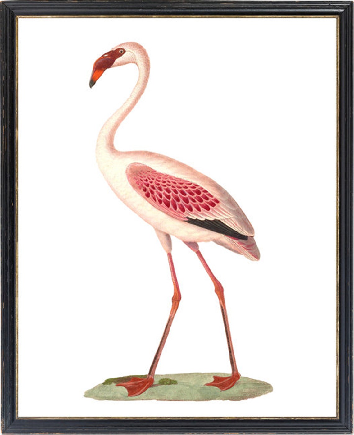 Flamingo Vintage Natural History Bird Illustration Pink Art Print - Image 3