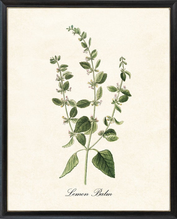 Lemon Balm Herb Culinary Herbal Plant Antique Illustration Kitchen Botanical Art Print Instant