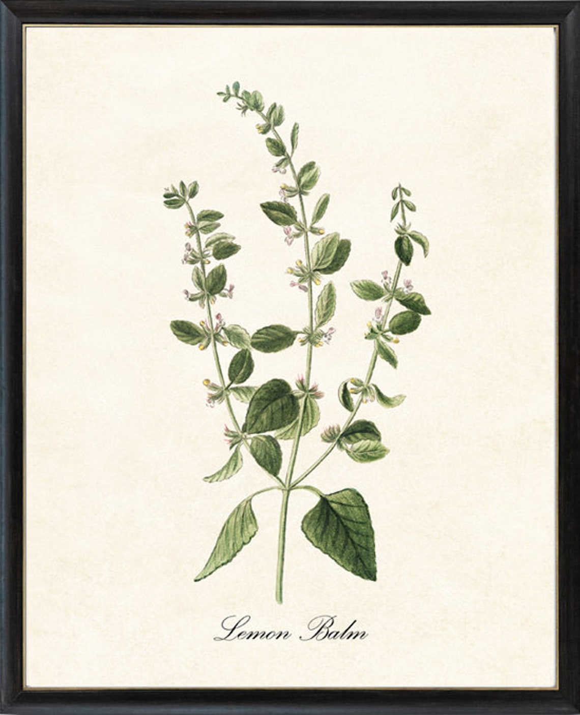 Lemon Balm Herb Culinary Herbal Plant Antique Illustration Kitchen Botanical Art Print Instant