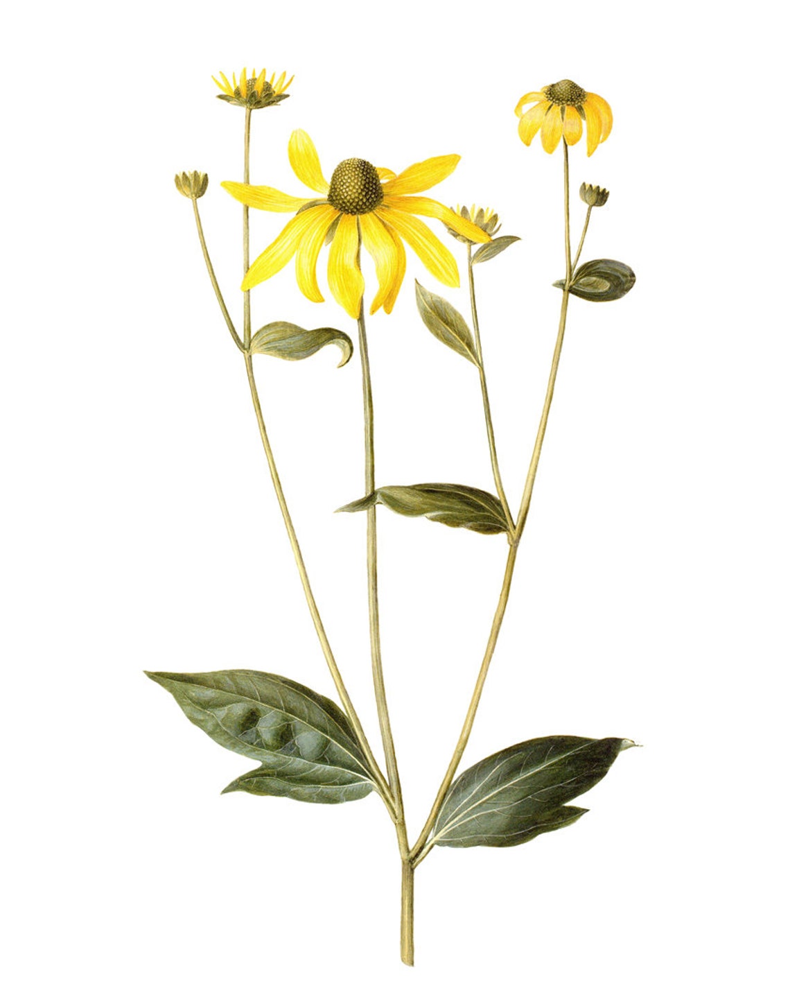 Yellow Leopards Bane Wildflowers Classic Vintage Botanical Poster - Image 2