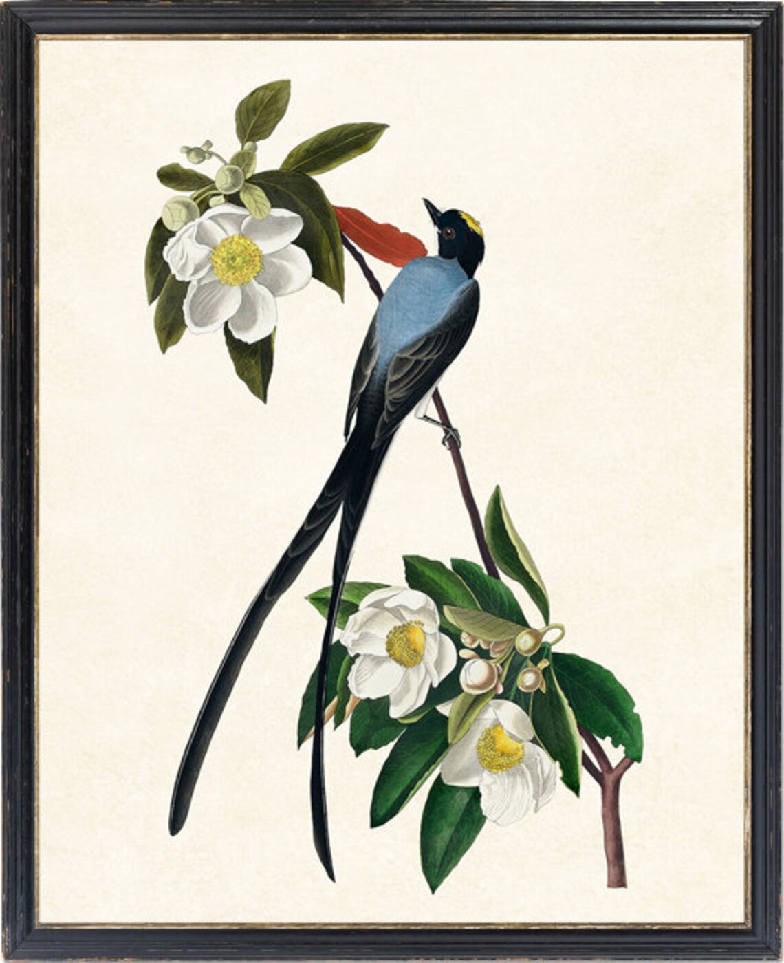 Vintage Bird And Botanical Print, Audubon Style - Image 2
