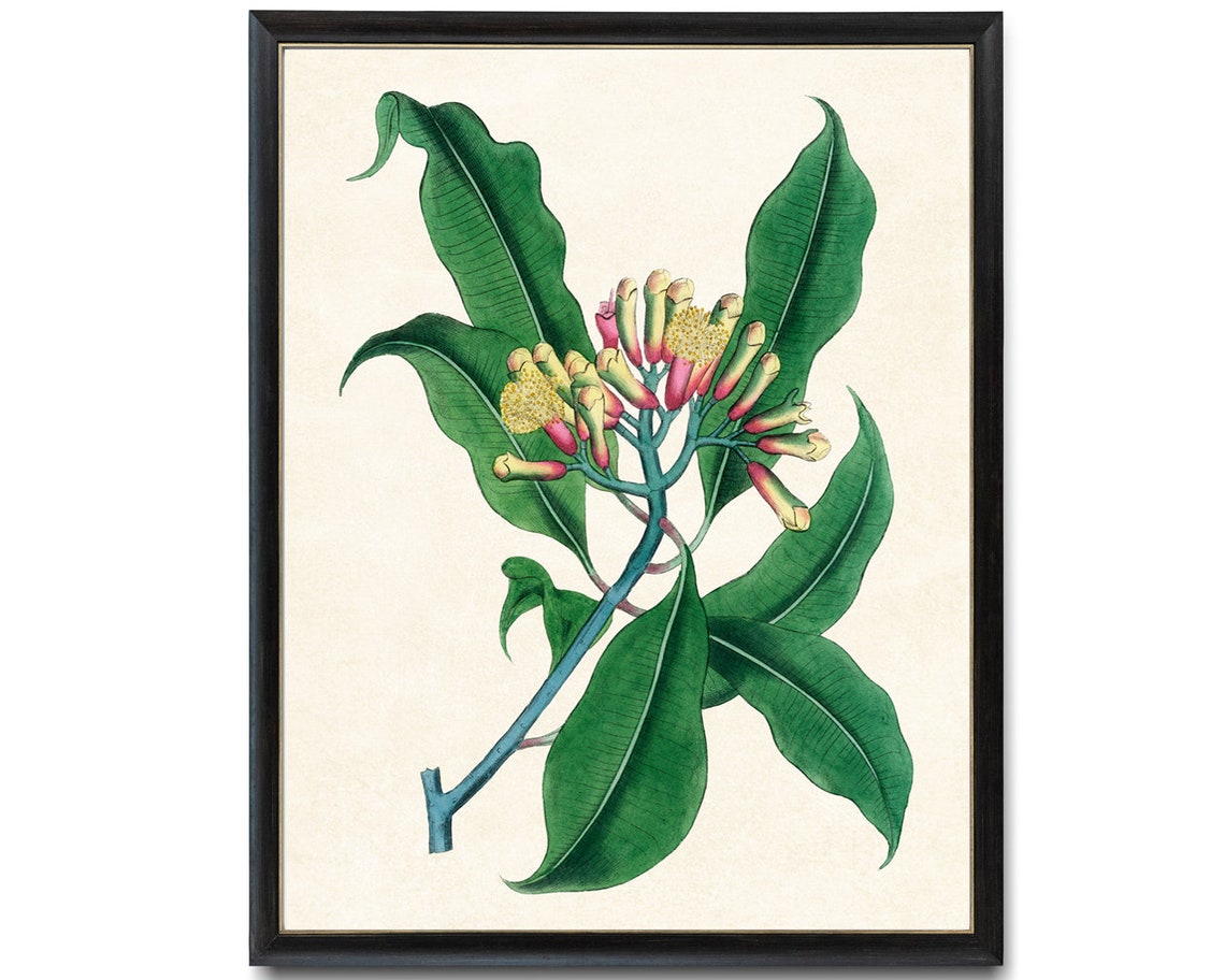 Clove Plant Glossy Green Leaves Vintage Botanical Study Poster