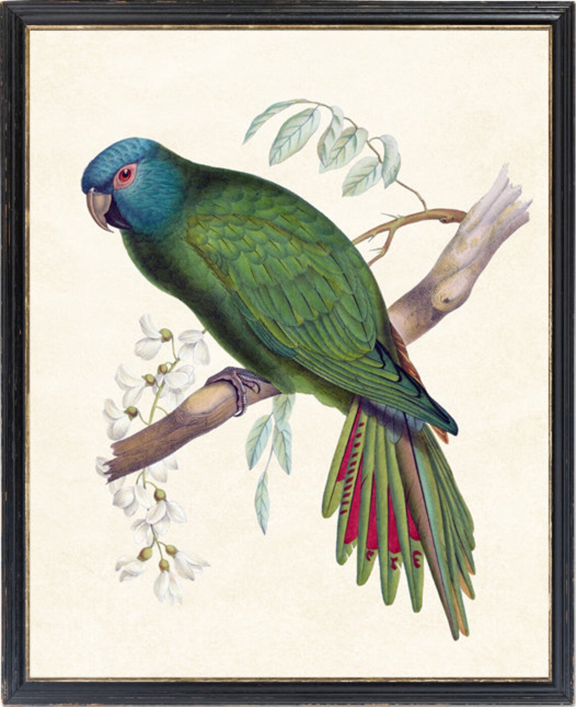 Vintage Parrot Blue Crowned Conure Illustration Art Print - Image 2