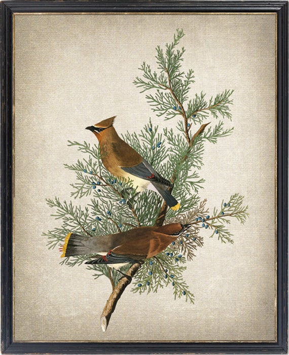 Vintage Cedar Birds And Botanical Art Print