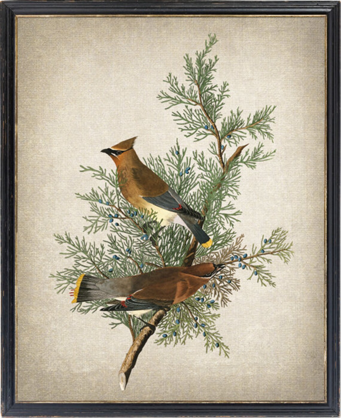 Vintage Cedar Birds And Botanical Art Print