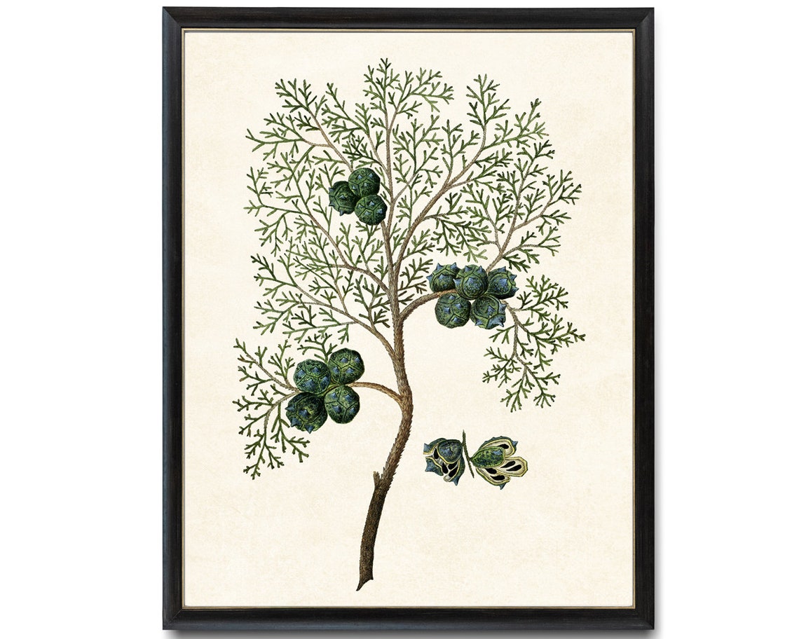 Vintage Cypress Branch Cones Botanical Illustration Wall Poster - Image 4