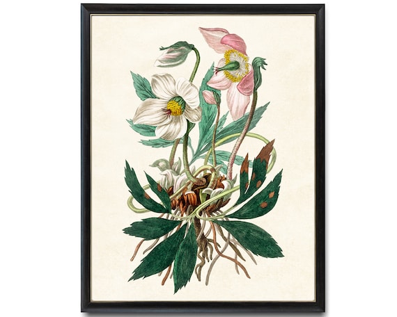 Christmas Rose Hellebore White Blooms Vintage Botanical Art Poster