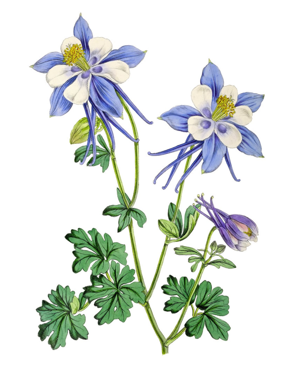 Blue Columbine Vintage Botanical Art Print - Image 2