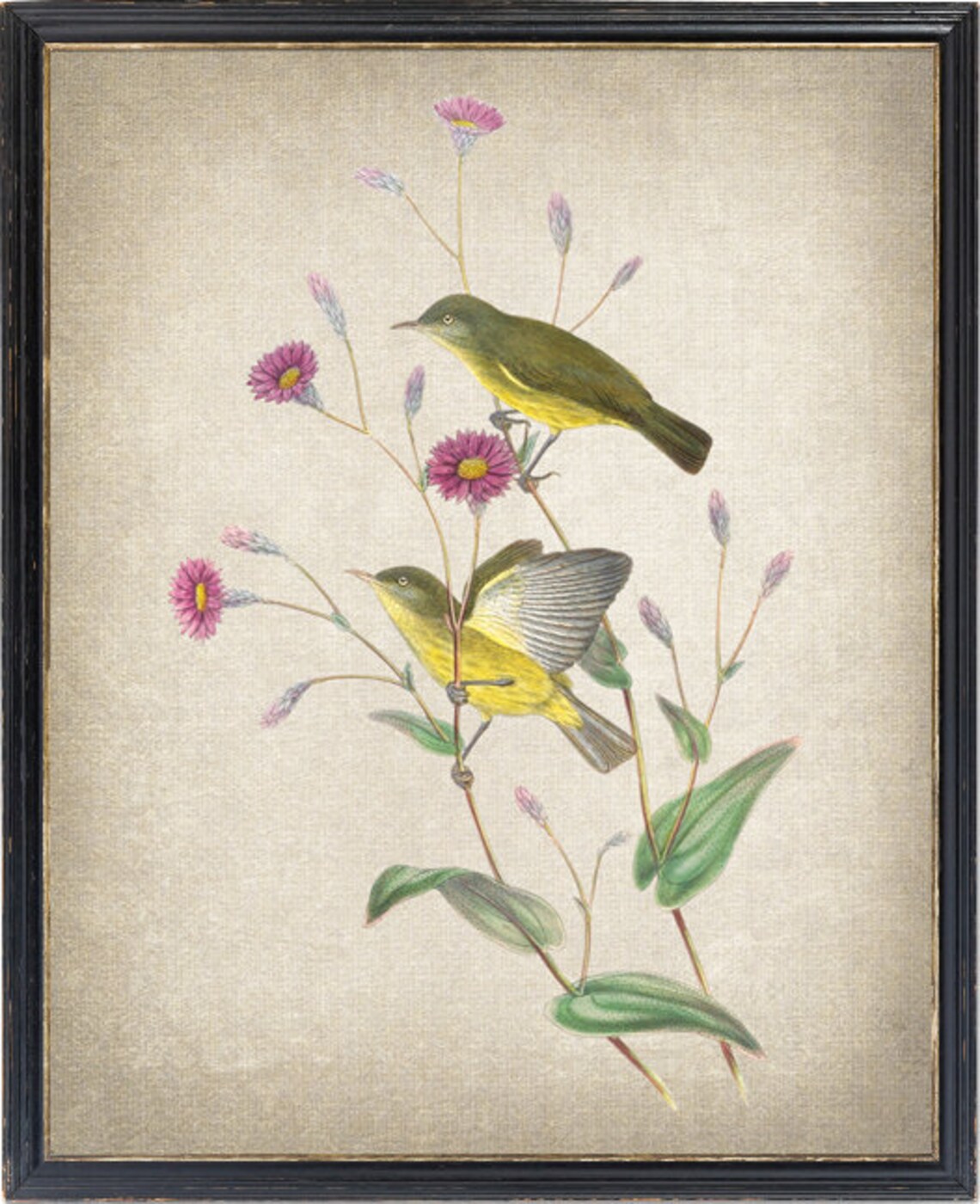 Silky Plumed Honey Eater Bird Vintage Illustration Art Print