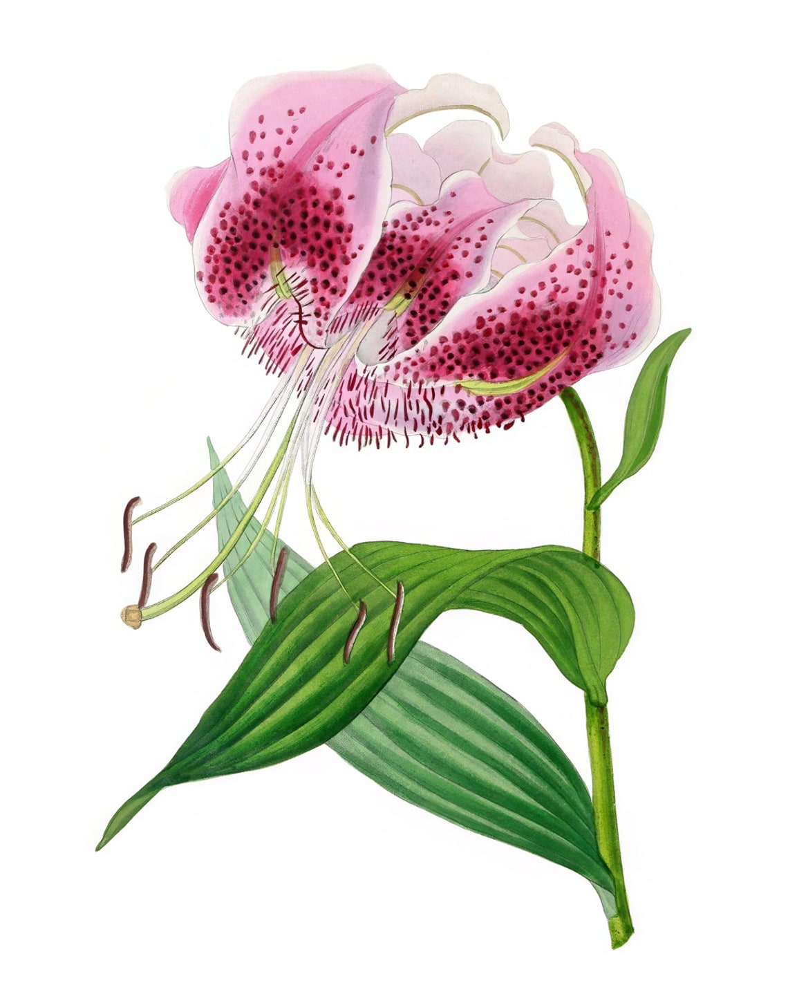 Vintage Pink Speckled Lily Botanical Illustration Flower Poster - Image 2